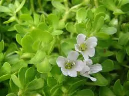 Bacopa Monnieri.jpeg