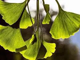 Ginkgo Biloba.png